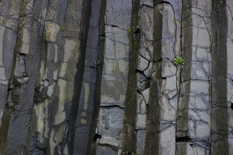 Flowers Growing On Columnar Basalt